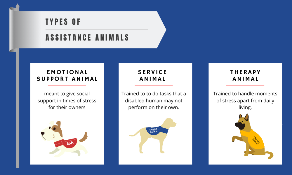 whats the difference between an emotional support dog and a therapy dog