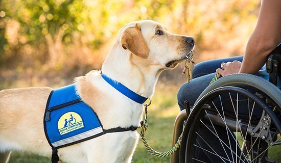 service dog service dog