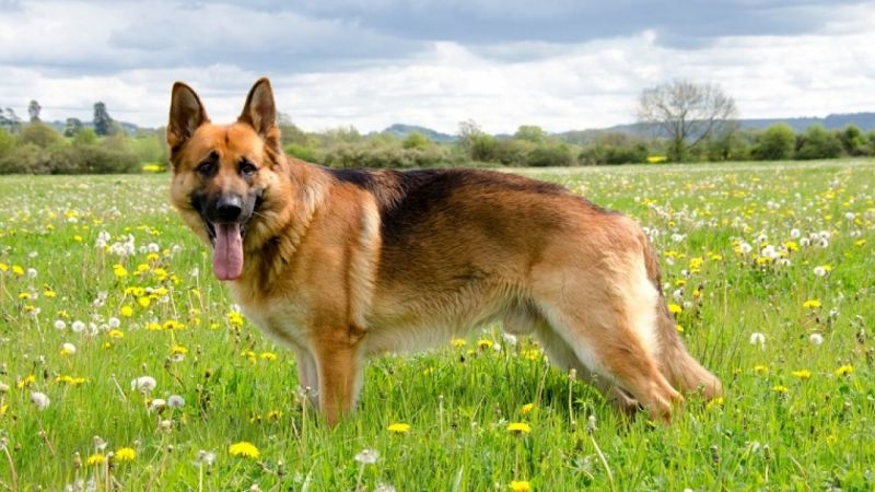 German Shepherd service dog