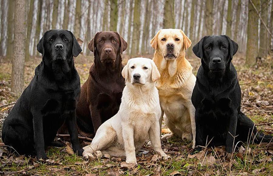 Labrador Retrievers service dog