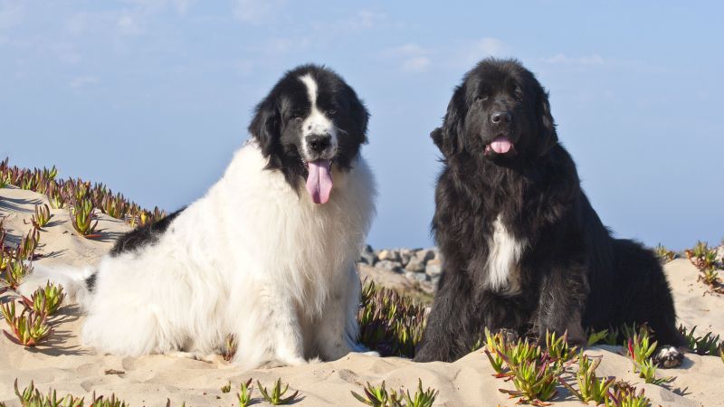 Newfoundland service dog
