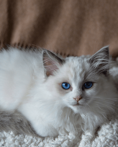 Emotional Support Rag doll