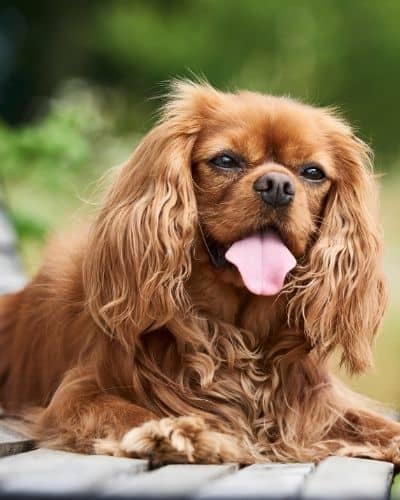 Emotional Support Cavalier King Charles Spaniel