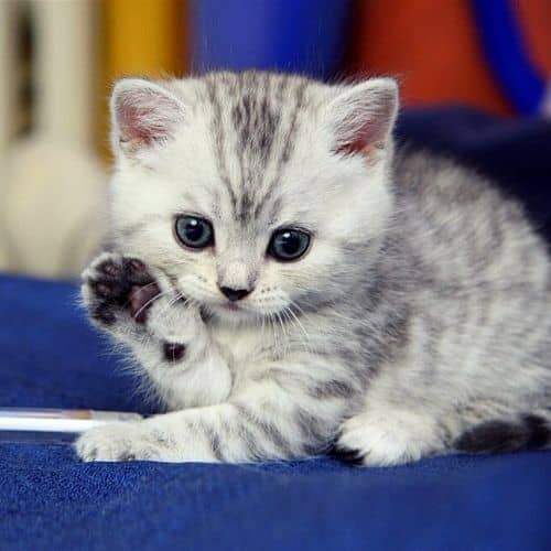 Emotional Support cat in Massachusetts
