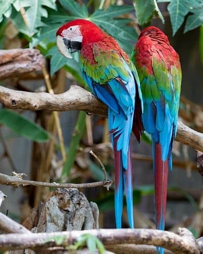 Emotional support Green-Wing Macaw