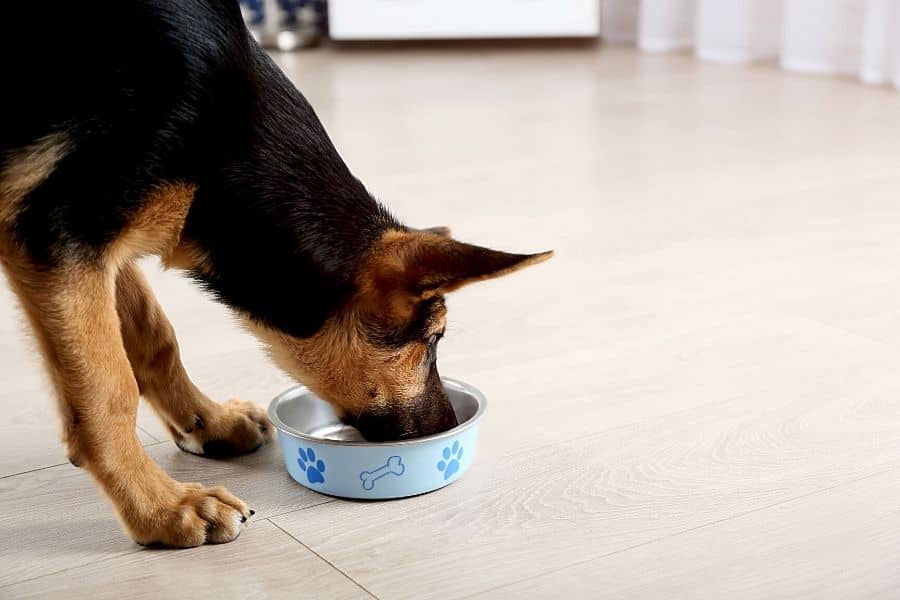 Dog food for adult dog Dog food for adult dog