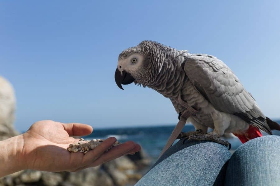 To be clear… he is an emotional support avocado 🥑 #bird #conure