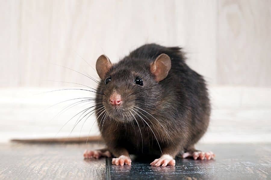 Rats as an ESA Rats as an ESA