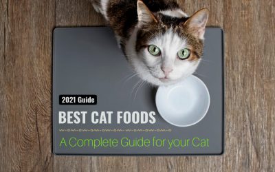 Best Cat Food: A Complete Guide for your Cat