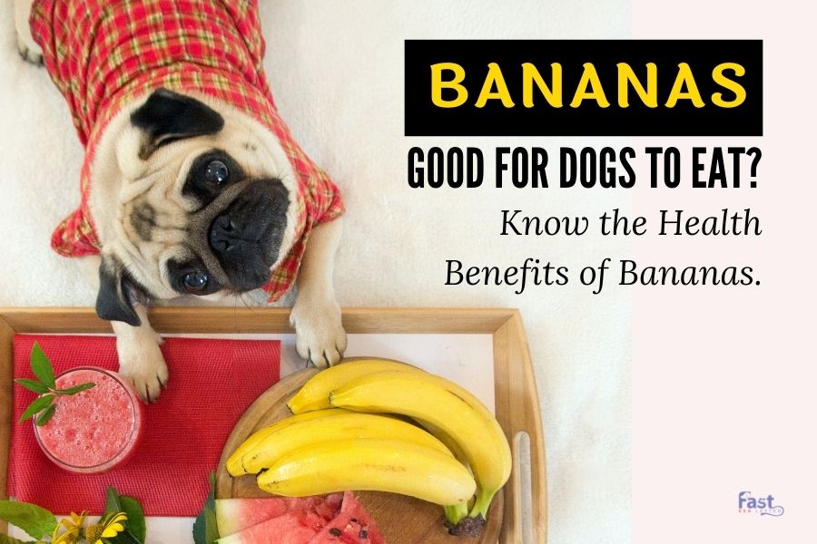 are bananas good for dogs and cats