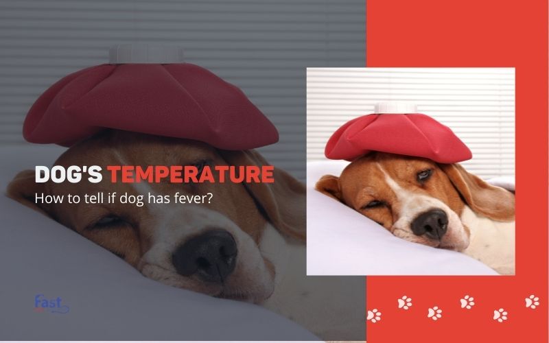 what is normal temp for a puppy