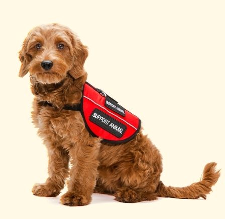 Emotional Support Poodle Dog Emotional Support Poodle Dog