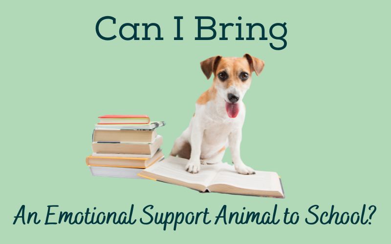 Esa Support Animals