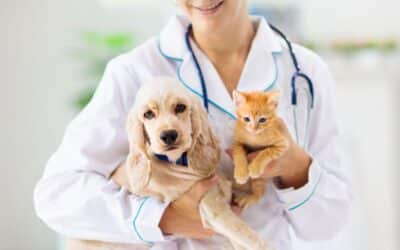 How to Ask Doctor for Emotional Support Animal?
