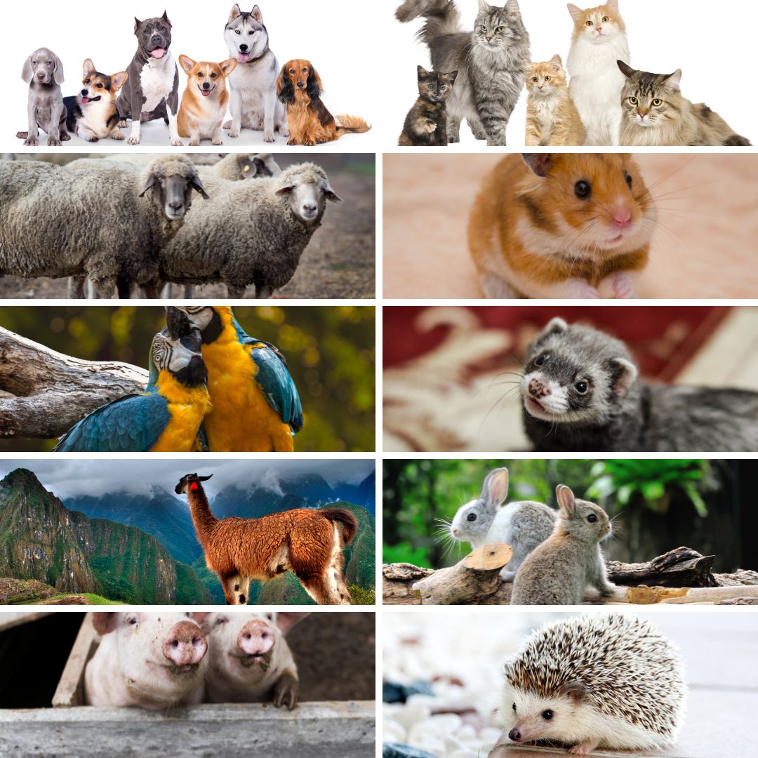 10 best emotional support animals 10 best emotional support animals