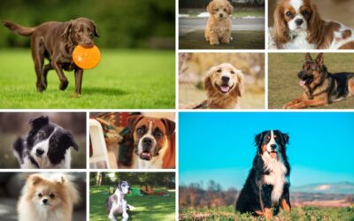 The Top 10 Psychiatric Service Dog Breeds for Mental Well-being.