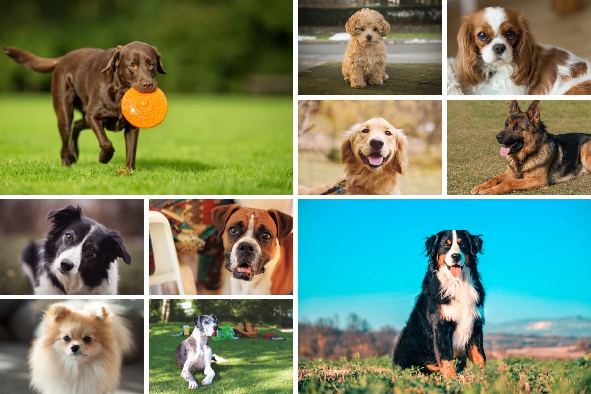 10 best psychiatric service dog breeds 10 best psychiatric service dog breeds