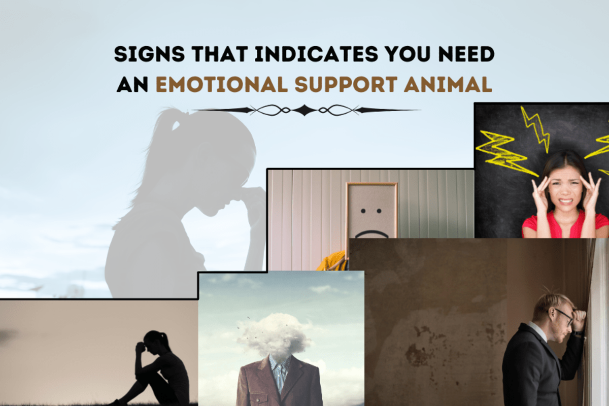 Signs that indicates you need an Emotional Support Animal Signs that indicates you need an Emotional Support Animal