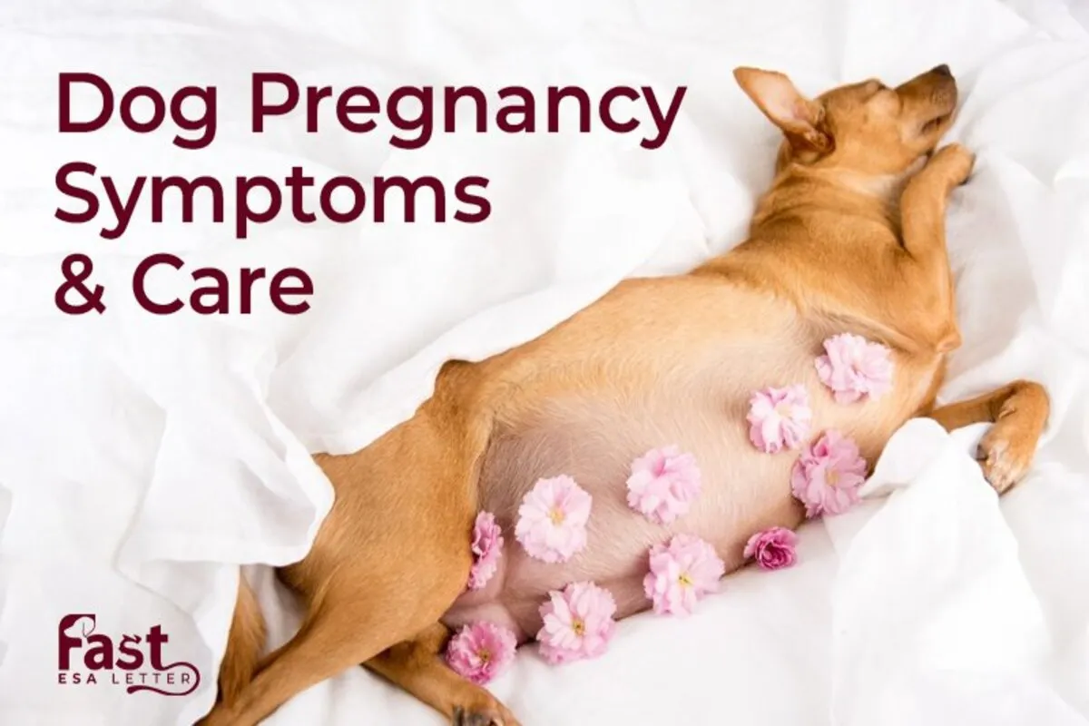 What are the Dog Pregnancy Symptoms and Care