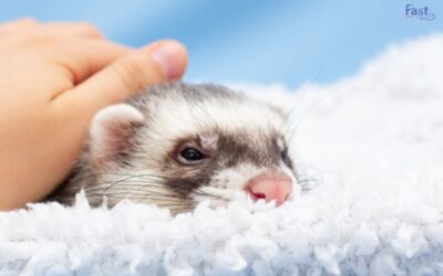Can A Ferret Be An Emotional Support Animal?