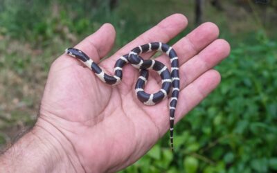 Can A Snake Be An Emotional Support Animal?