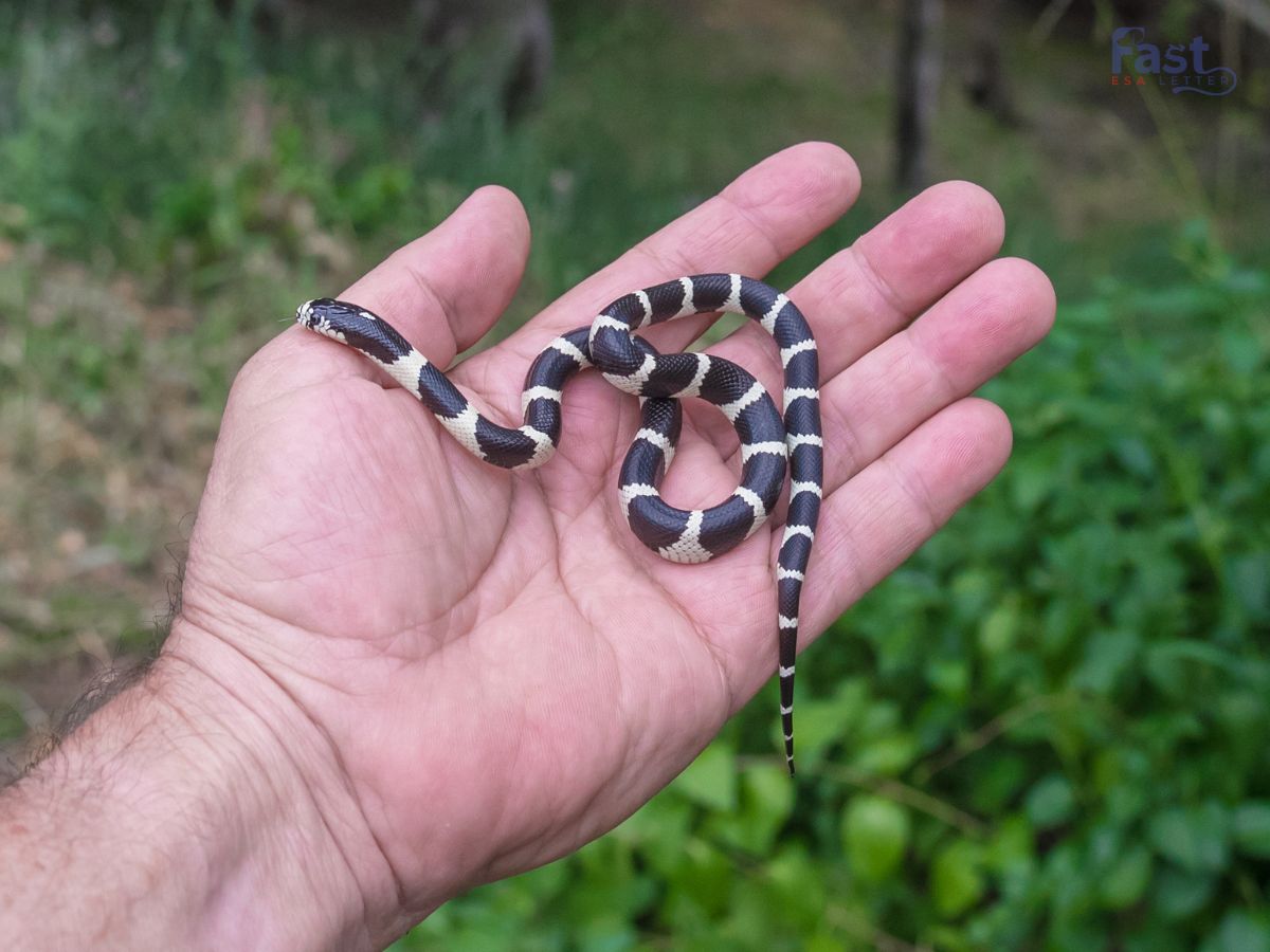 Snake as Emotional Support Animal Snake as Emotional Support Animal