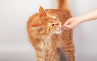 How To Train A Cat To Become An Emotional Support Animal?