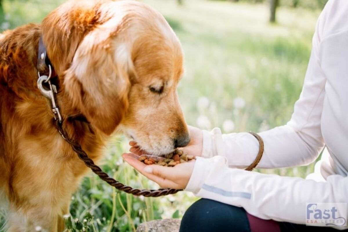 Almond milk outlet good for dogs