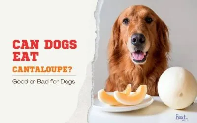 Can dogs eat Cantaloupe? Is Cantaloupe good for dogs?
