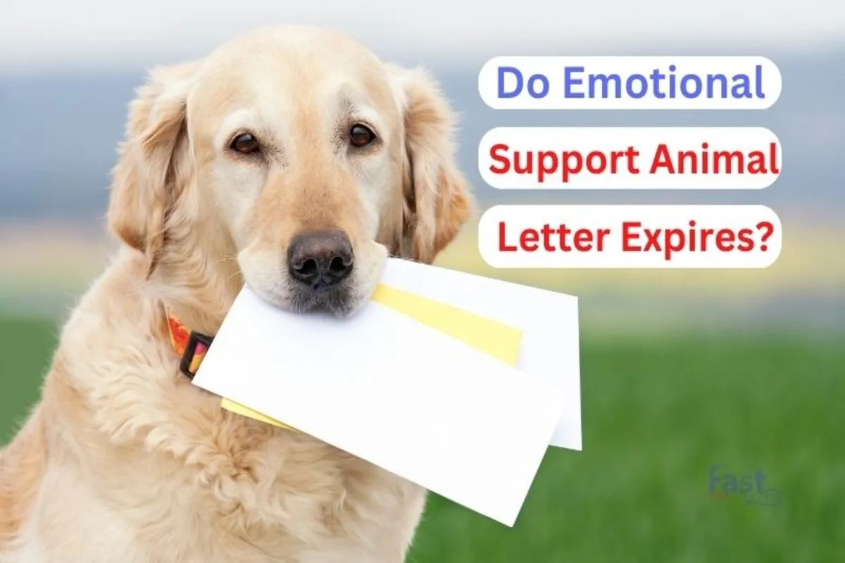 Is Your Emotional Support Animal ESA Letter Expired Check Here is-your-emotional-support-animal-esa-letter-expired-check-here