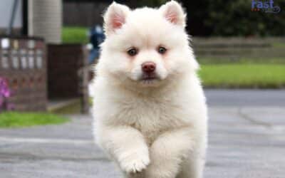 Learn How an Emotional Support Dog Can Help With Social Anxiety.