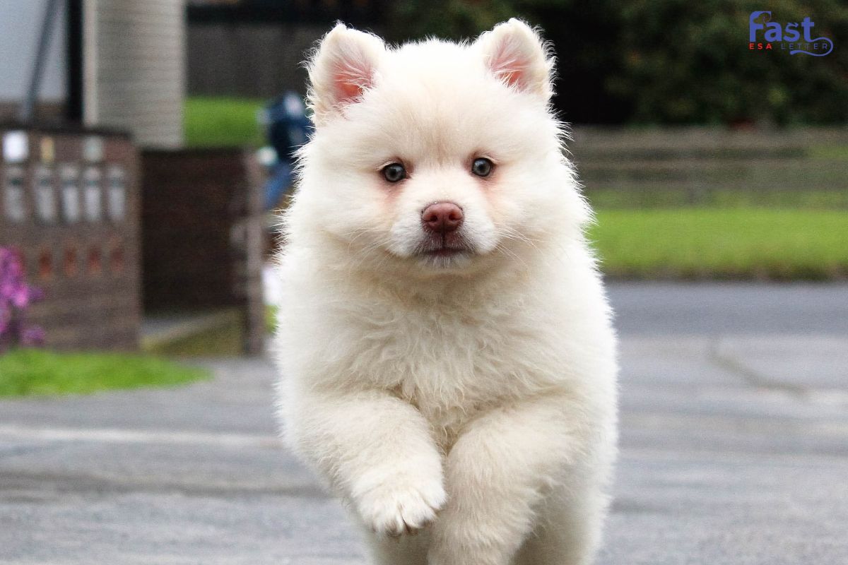 Emotional Support Dog for Social Anxiety
