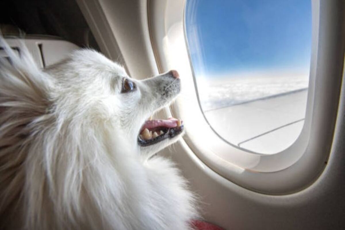 Flying-with-the-Psychiatric-Service-Dog flying with PSD Dog for the first time
