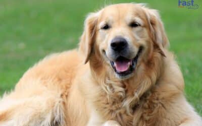 Can a Golden Retriever Become a Perfect Emotional Support Dog?