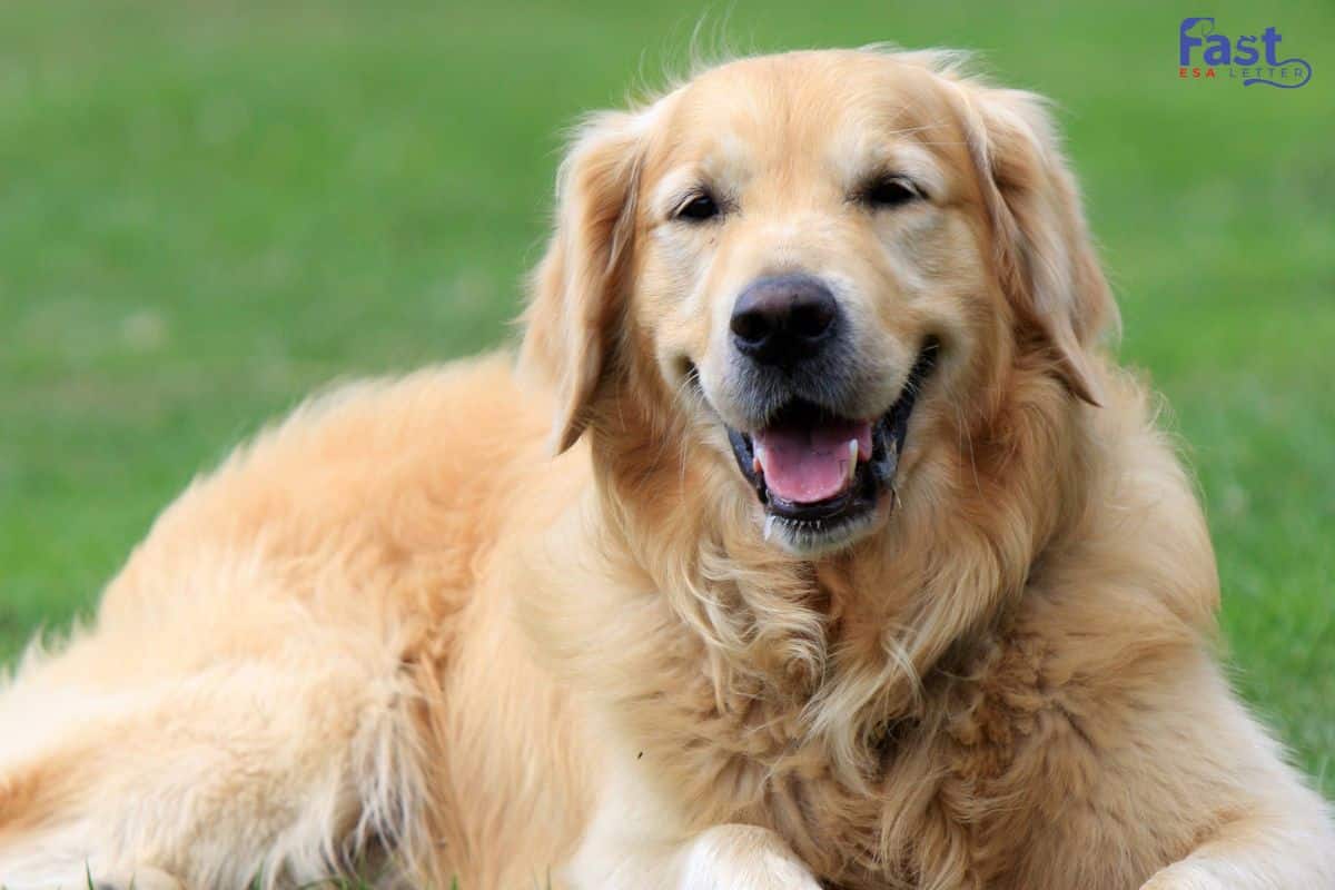 Golden Retriever as Emotional Support Dog Golden Retriever as Emotional Support Dog