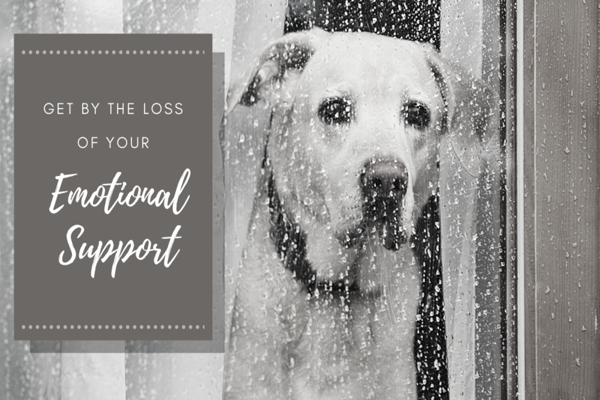How to Get by the Loss of Emotional Support Animal? How to Get by the Loss of Emotional Support Animal?