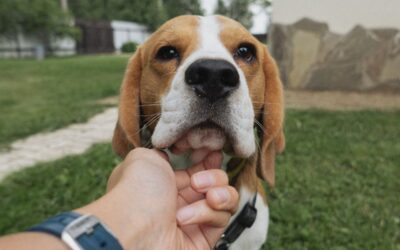 Benefits of Having an Emotional Support Animal