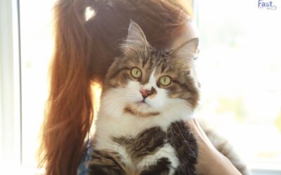 Do Cats Help with Anxiety?