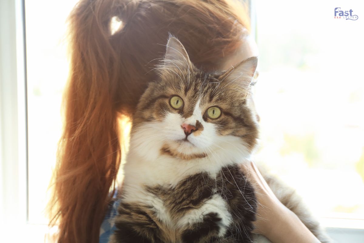 Do Cats Help with Anxiety? Do Cats Help with Anxiety?