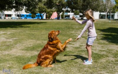 Emotional Support Animal Laws