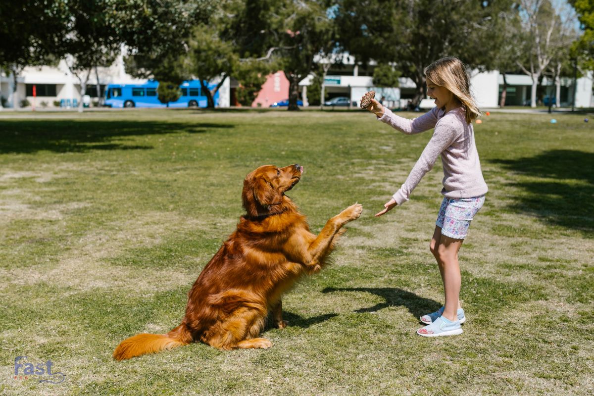 Emotional Support Animal Laws Emotional Support Animal Laws