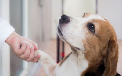 How to Certify an Emotional Support Dog?