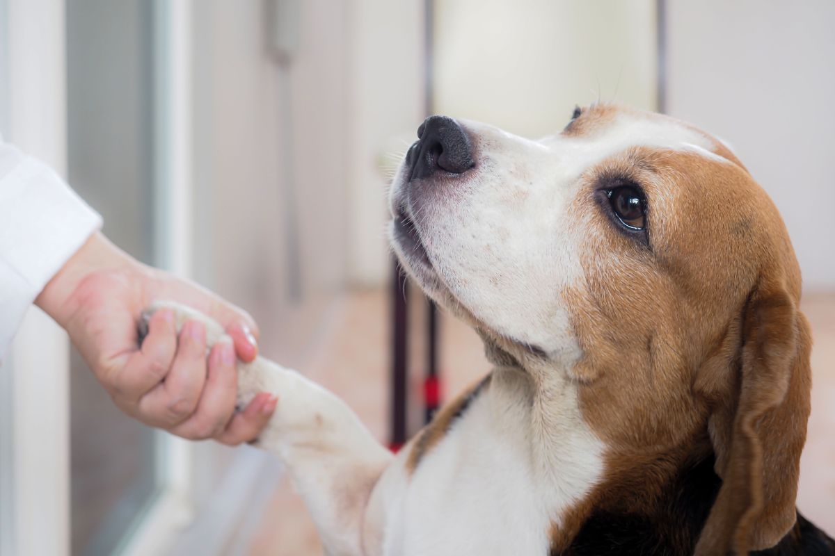Emotional Support Dog Emotional Support Dog