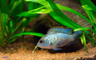 Can Emotional Support Fish Improve Your Mental Health?