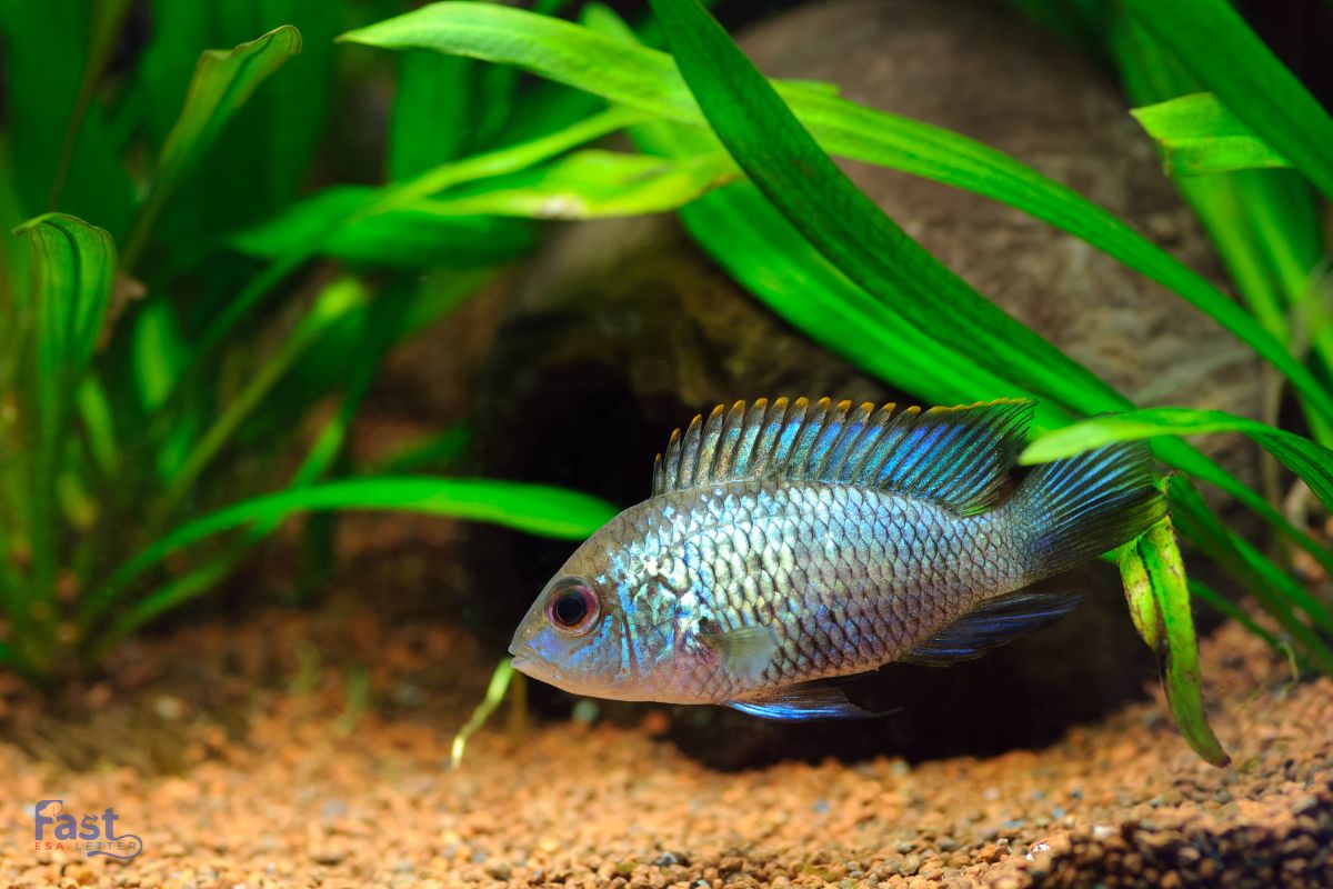 Fish as an ESA Fish as an ESA