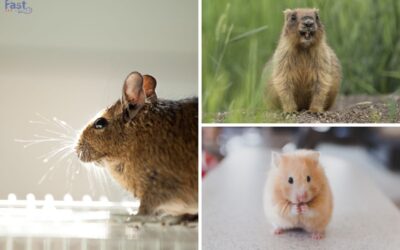 Rodents as an Emotional Support Animal