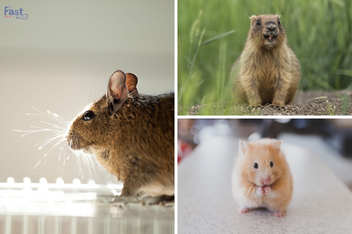 Rodents as an Emotional Support Animal Rodents as an Emotional Support Animal