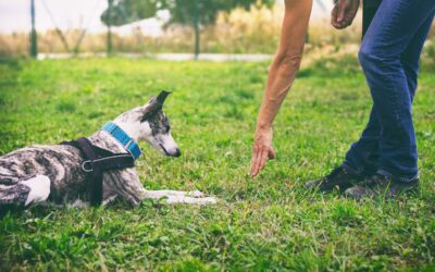 How To Train Your Dog To Be An Emotional Support Animal?