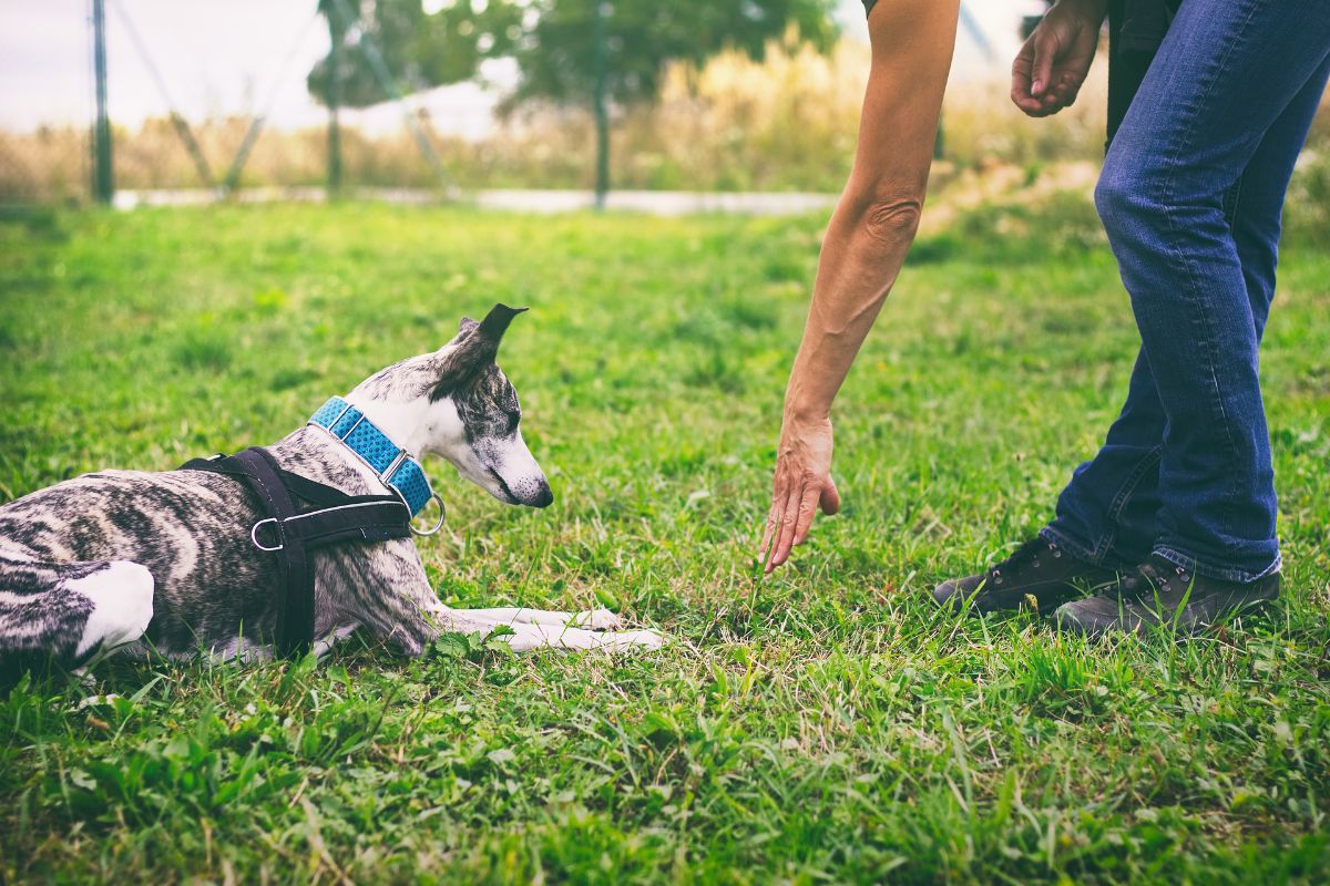 Emotional Support Dog Training Emotional Support Dog Training