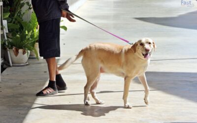 Where Can I Take Emotional Support Animals?
